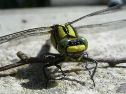 Image of Club-tailed Dragonfly