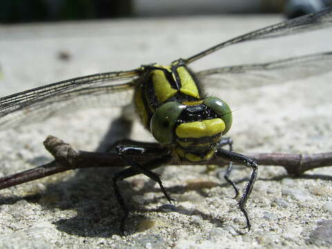 Image of Club-tailed Dragonfly