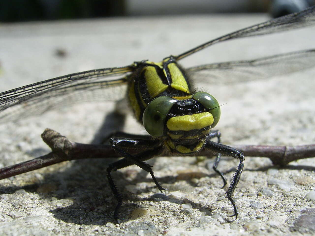 Image of Club-tailed Dragonfly