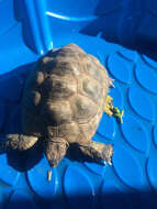 Image of desert tortoise