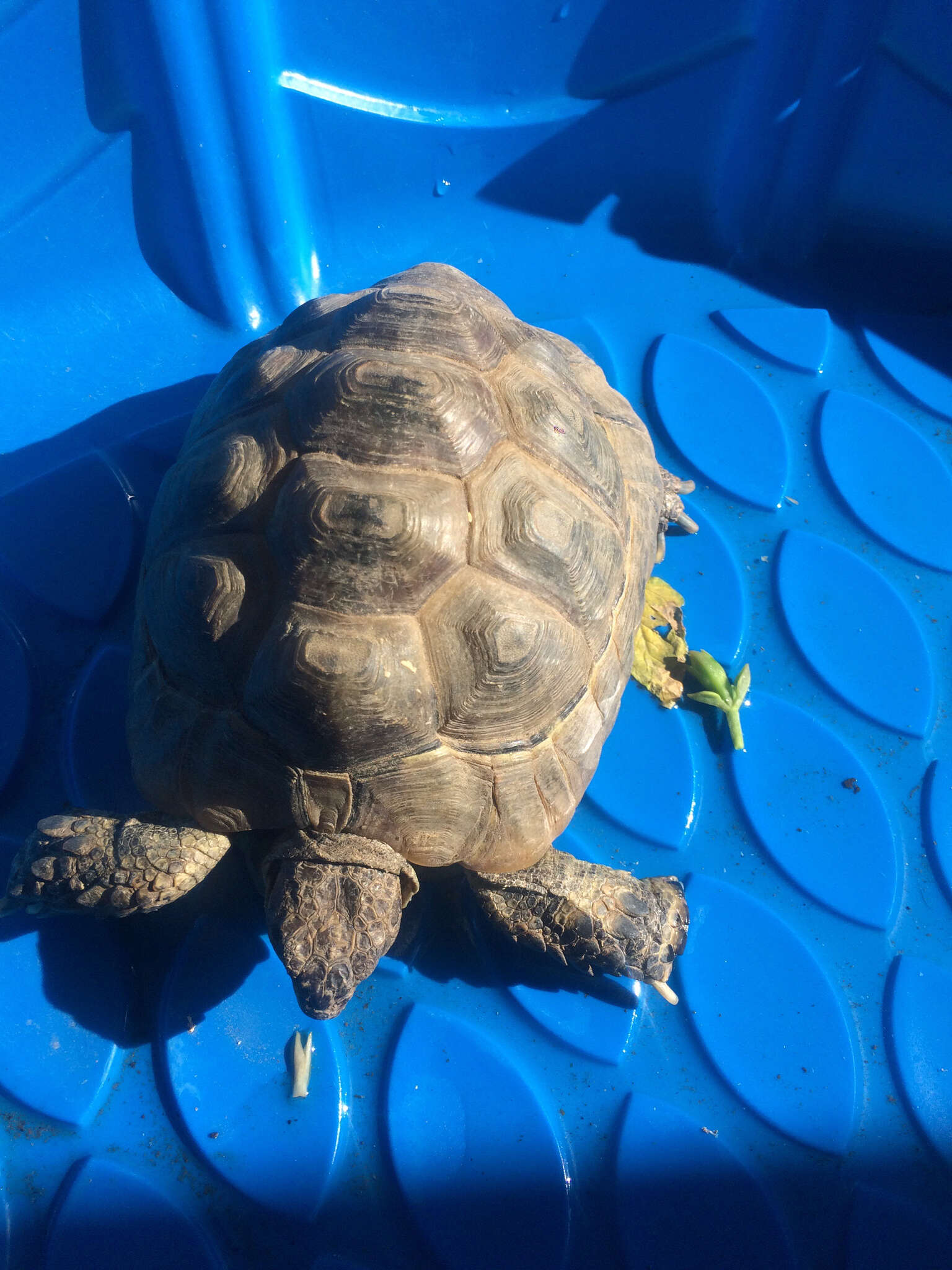 Image of desert tortoise