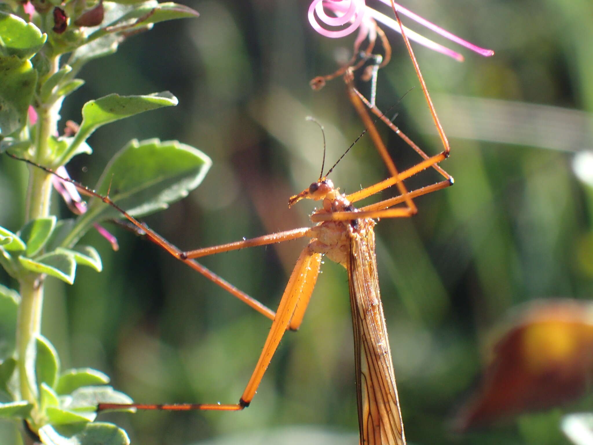 Image of Bittacus walkeri Esben-Petersen 1915