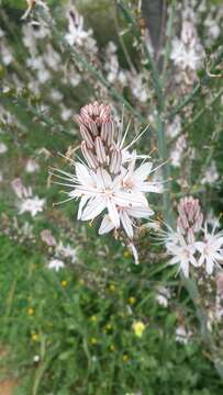 Image of White asphodel