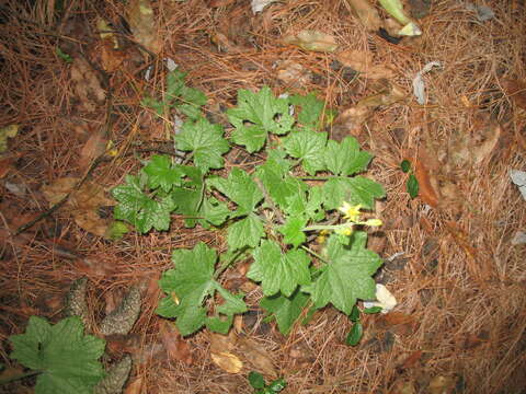 Image of Roldana platanifolia (Benth.) H. Rob. & Brettell