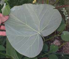 Image of yellowflower Indian mallow