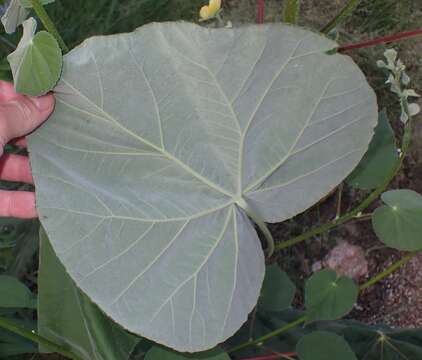 Imagem de Abutilon reventum S. Wats