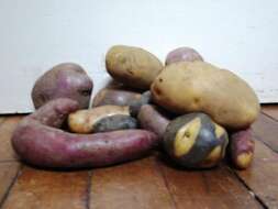 Image of Russian Potato