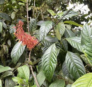 Image de Palicourea sodiroi Standl.