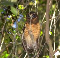 Image of Tawny-browed Owl