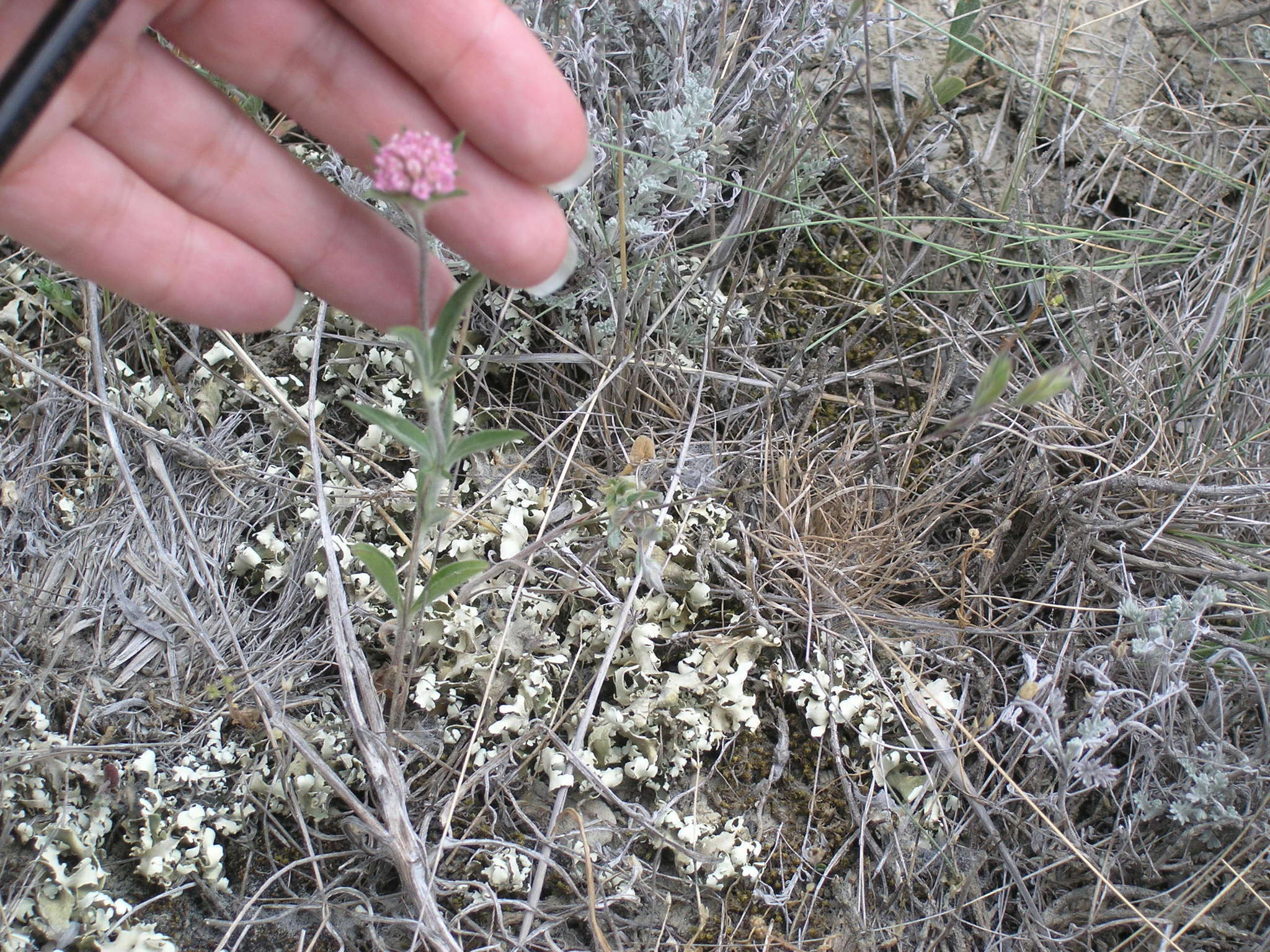 Image of Lomelosia micrantha (Desf.) W. Greuter & Burdet