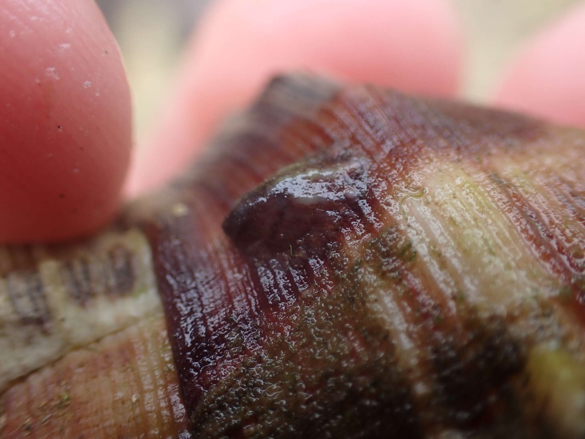 Image of Maoricrypta costata (G. B. Sowerby I 1824)