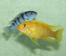 Image of Cichlid