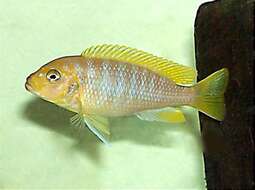 Image of Cichlid