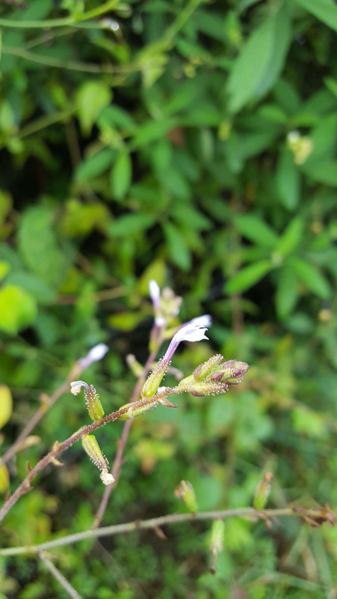 Image of Plumbago pulchella Boiss.