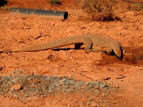 Image of Sand Monitor