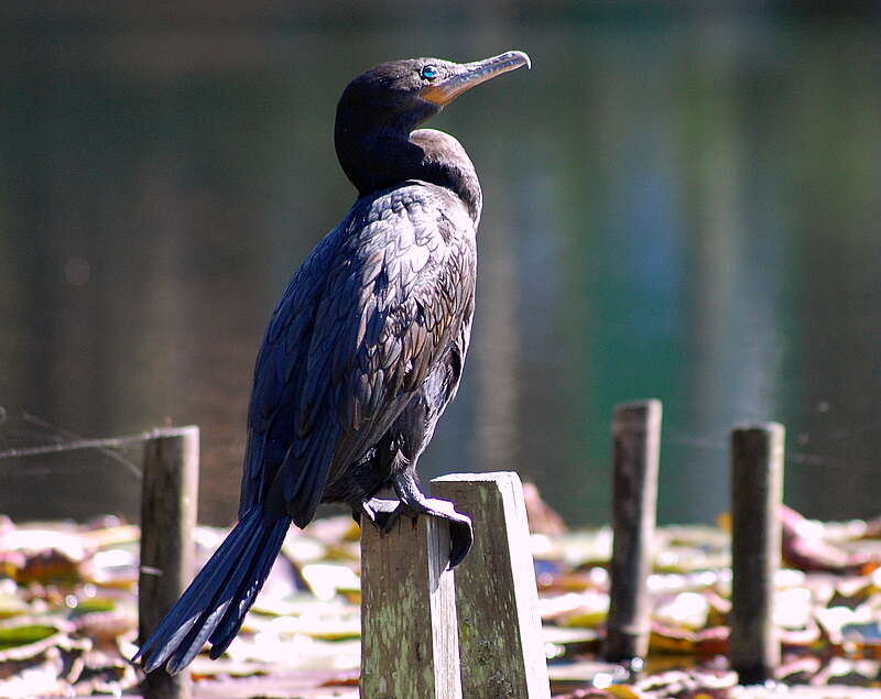 Image of Neotropic Cormorant