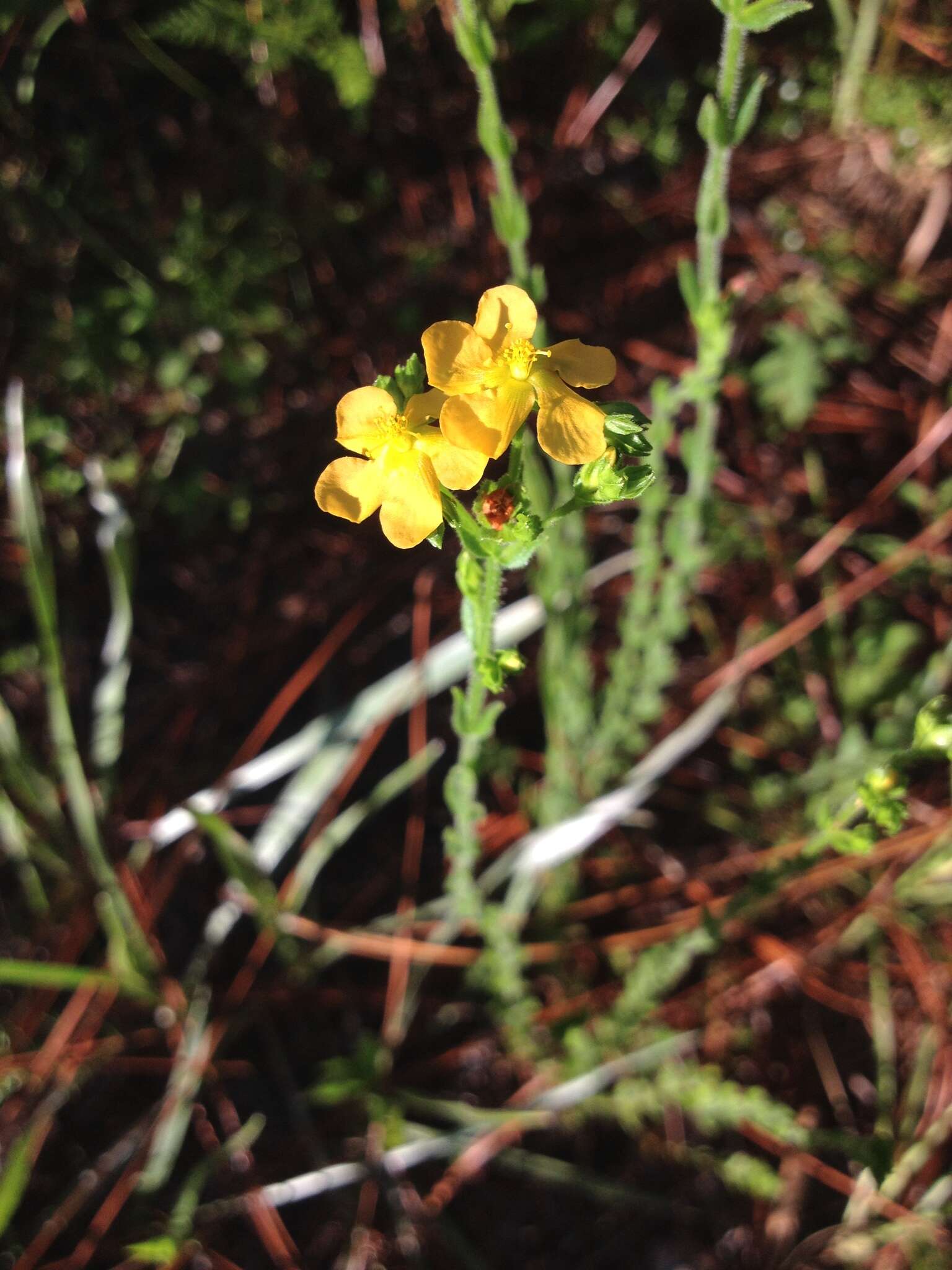 Image of Hairy St. John's-Wort