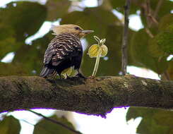 Image of Blond-crested Woodpecker