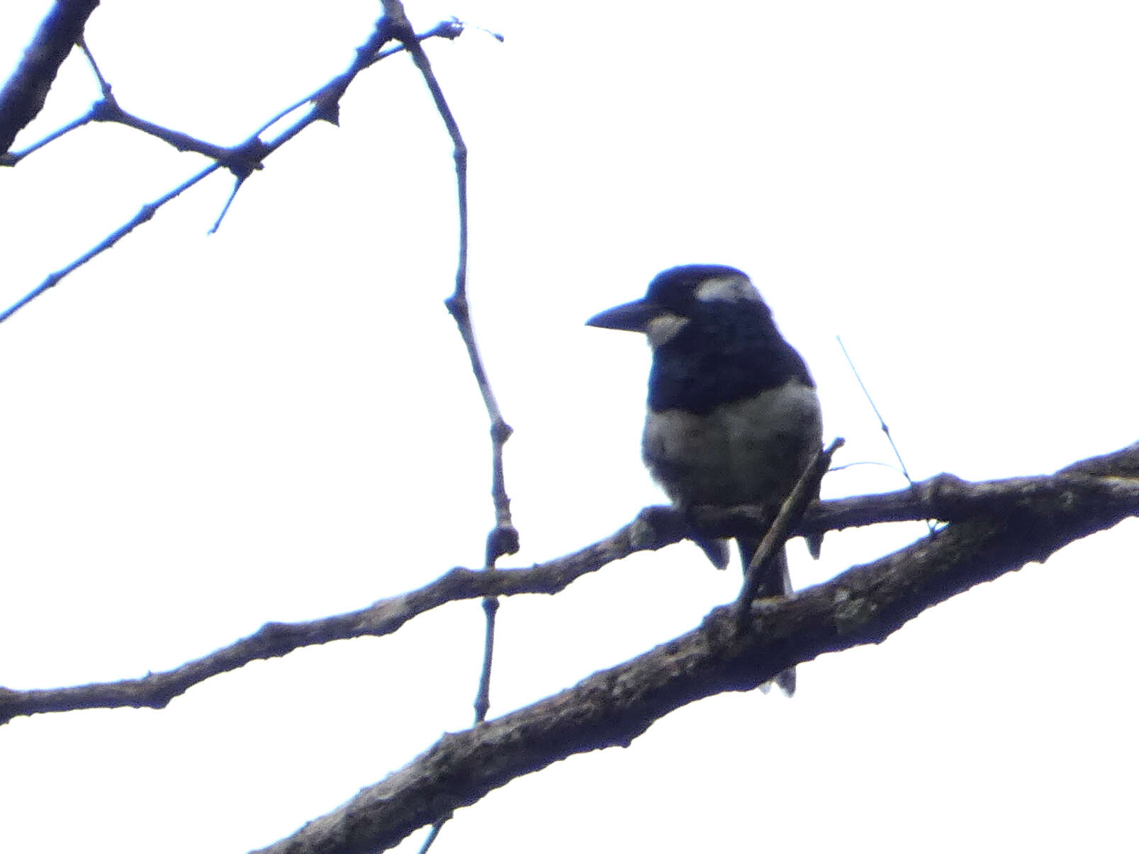 Image of Black-breasted Puffbird