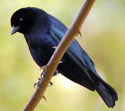 Image of Cowbird