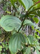 Image of Medinilla cumingii Naud.