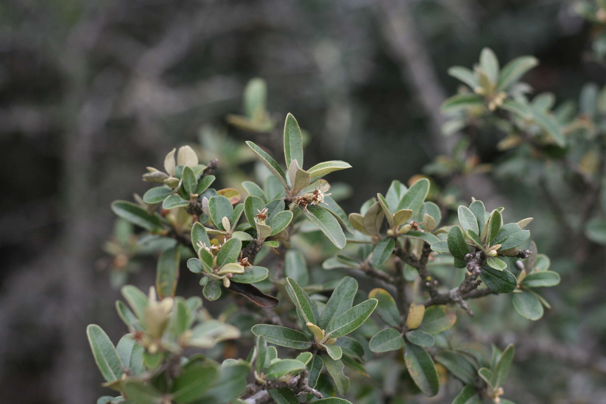 Image of Brachylaena ilicifolia (Lam.) Phill. & Schweick.