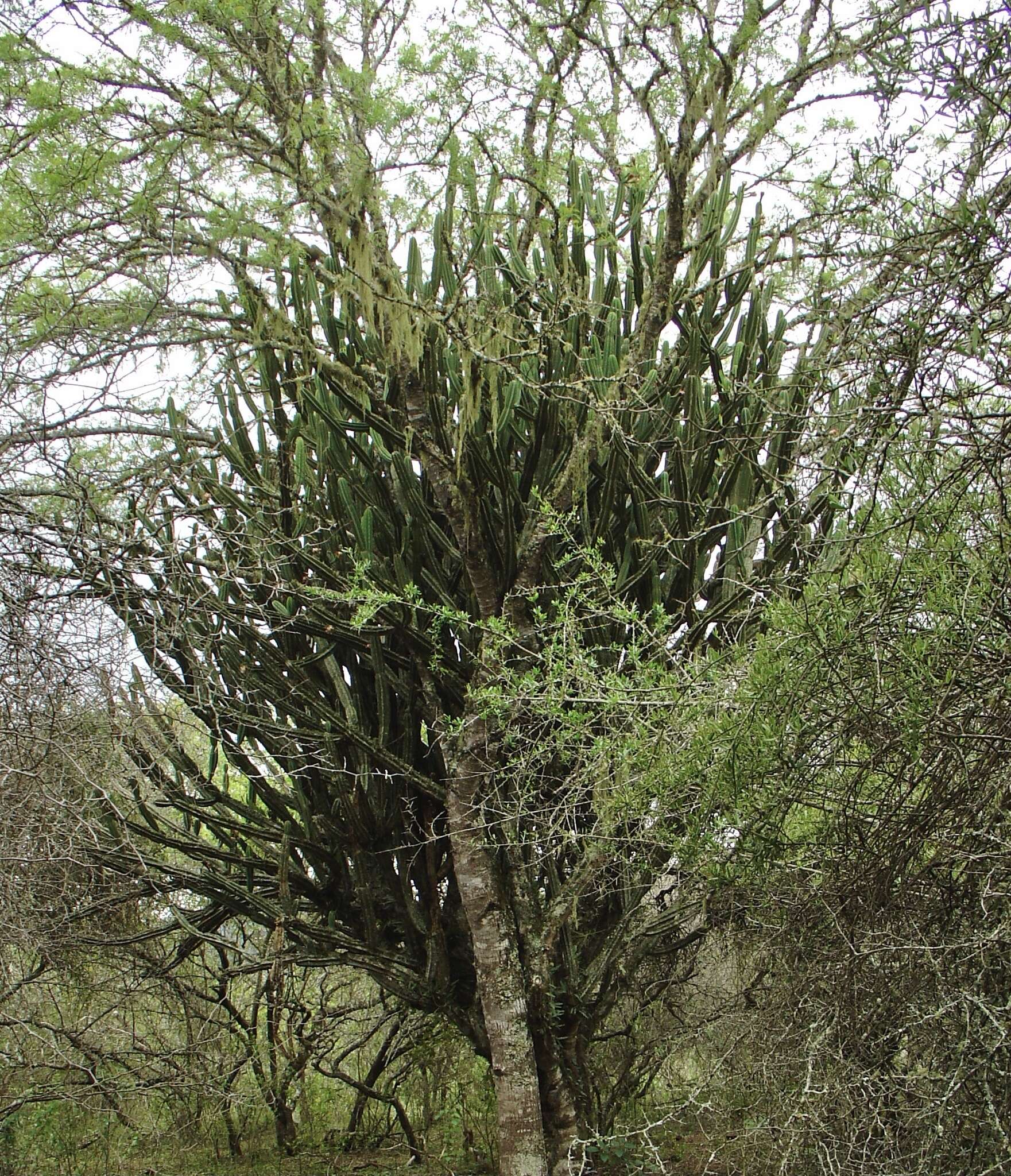 Image de Cereus hankeanus F. A. C. Weber