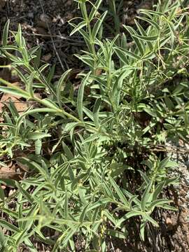 Image of Rotheca louwalbertsii (P. P. J. Herman)