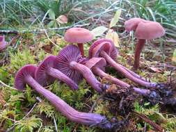 Image of Western Amethyst Deceiver