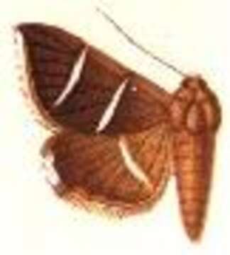 Image of Grammodes justa Walker 1858