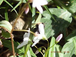 Image of Carlin's Andrena