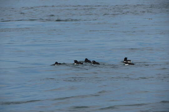 Image of Lesser auk