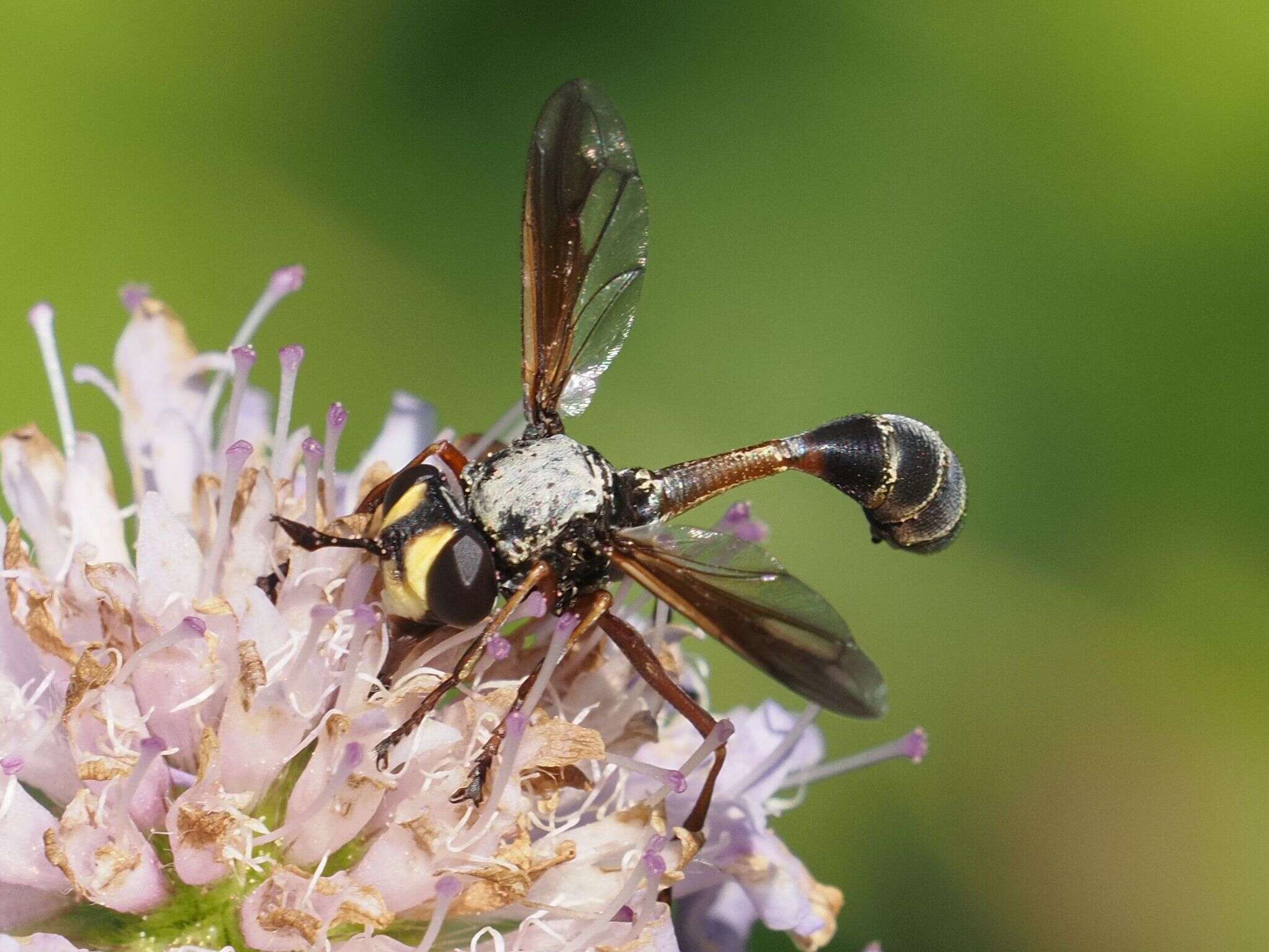 Image of Physocephala rufipes (Fabricius 1781)