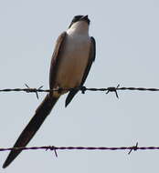 Image of Fork-tailed Flycatcher