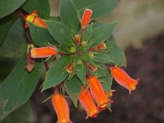 Image of gloxinia