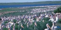 Image of American White Pelican