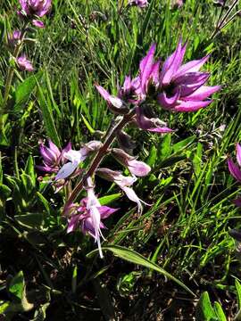 Image of Syncolostemon foliosus (S. Moore) D. F. Otieno