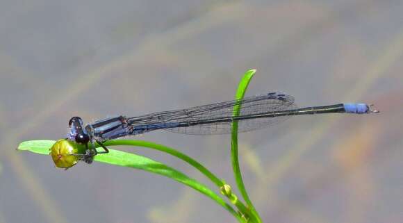 Image of Purple Bluet