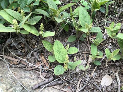 Image of Croton crassifolius Geiseler