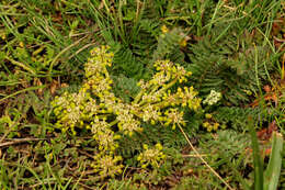 Слика од Haplosciadium abyssinicum Hochst.