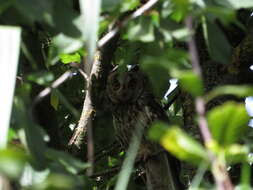 صورة Asio otus canariensis Madarász 1901