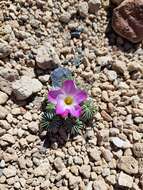 Слика од Oxalis adenophylla Gill.