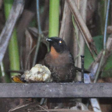 Image of Black-cheeked Ant Tanager