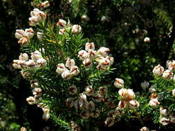 Image of Erica triflora L.