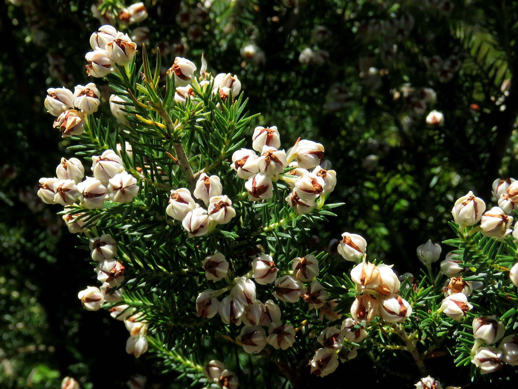 Image of Erica triflora L.