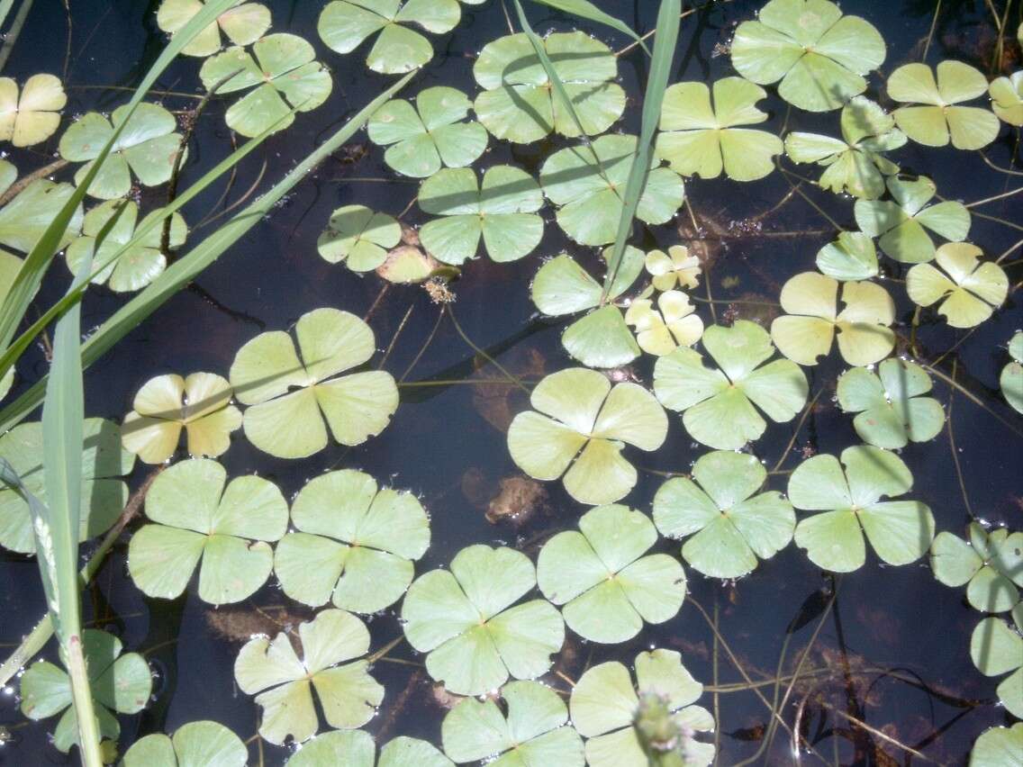 Image of waterclover