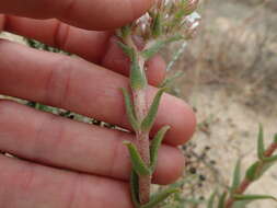 Image of Crassula scabra L.