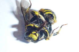 صورة Anthidium manicatum (Linnaeus 1758)