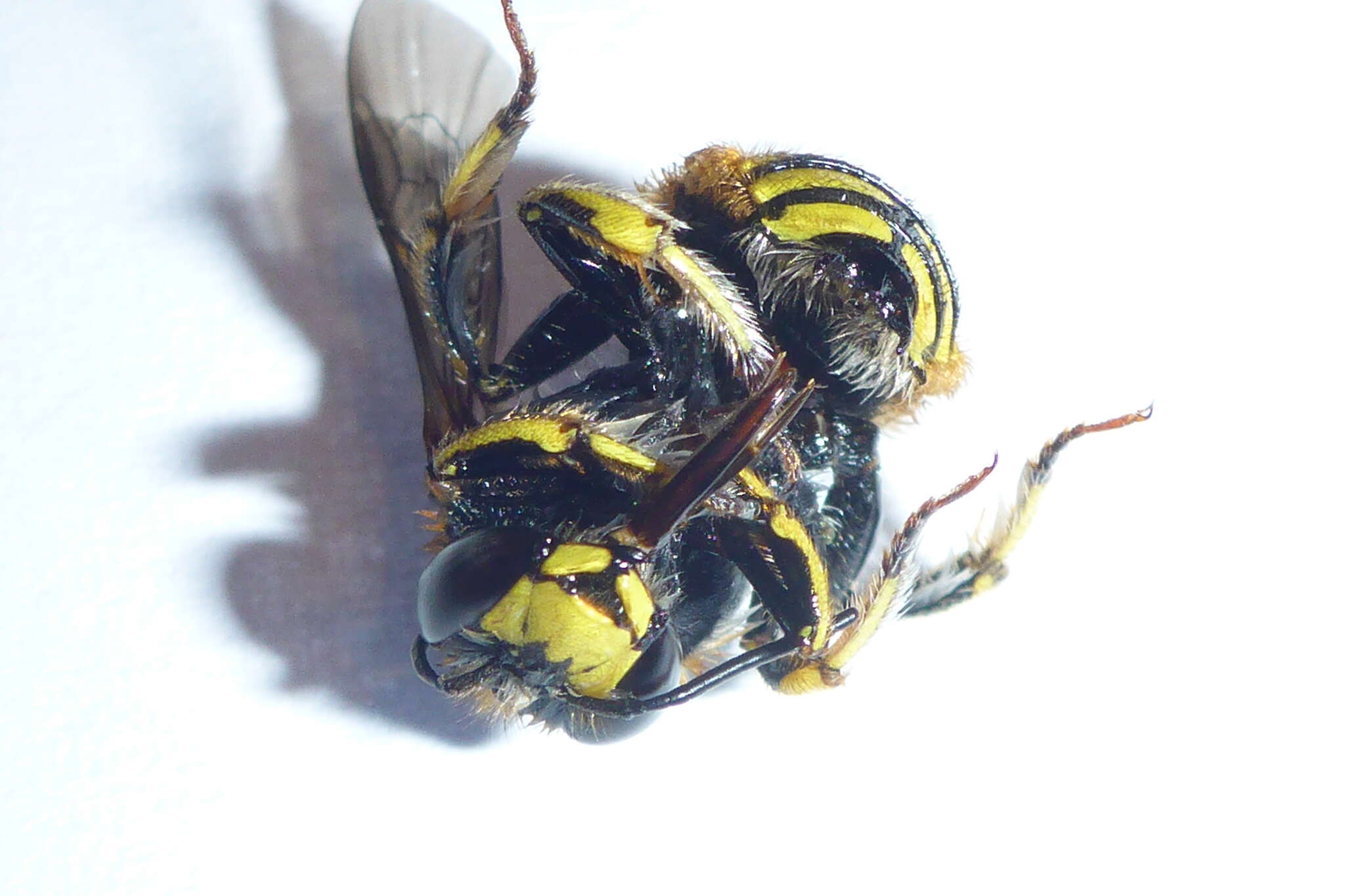 Imagem de Anthidium manicatum (Linnaeus 1758)