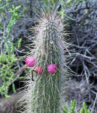 Image of Cleistocactus baumannii (Lem.) Lem.